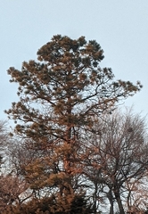 Pinus ponderosa