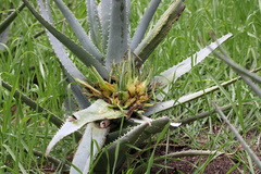 Aceria aloinis