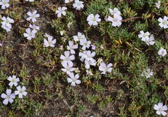Frankenia pauciflora