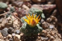 Chaetanthera flabellifolia