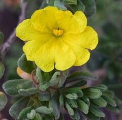 Hibbertia cinerea