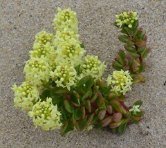 Stackhousia spathulata