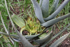 Aceria aloinis
