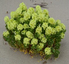 Stackhousia spathulata
