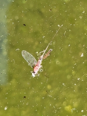 Callibaetis pictus