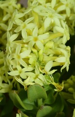 Stackhousia spathulata