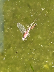 Callibaetis pictus