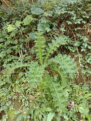 Cirsium japonicum australe