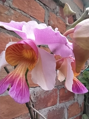 Papilionanthe