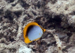 Chaetodon melannotus