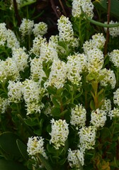 Stackhousia spathulata