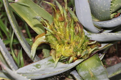 Aceria aloinis