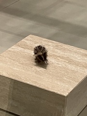 Hemicentetes semispinosus