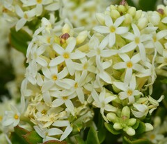 Stackhousia spathulata