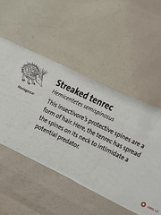 Hemicentetes semispinosus