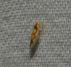 Zygina flammigera