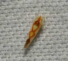 Zygina flammigera