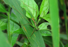 Engonia