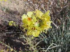 Chylismia claviformis lancifolia