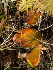 Parnassia glauca