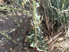 Chylismia claviformis lancifolia
