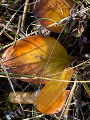 Parnassia glauca