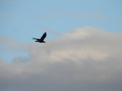 Caracara plancus cheriway