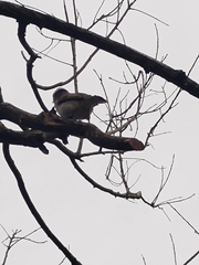 Pycnonotus sinensis formosae