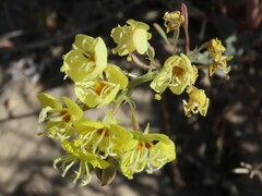 Chylismia claviformis lancifolia