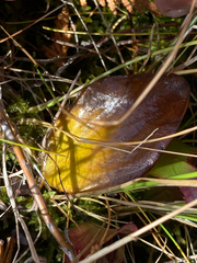 Parnassia glauca