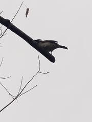 Pycnonotus sinensis formosae