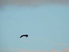 Caracara plancus cheriway