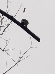 Pycnonotus sinensis formosae