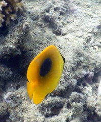 Chaetodon speculum