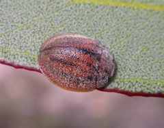 Trachymela sublimbata