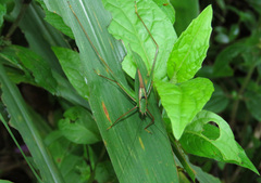Engonia