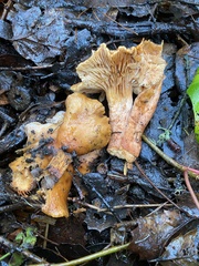 Lactarius rubidus