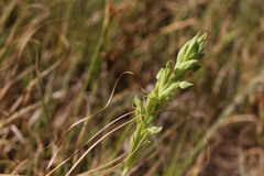 Habenaria pumila
