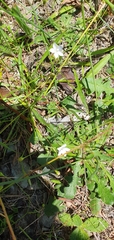 Wahlenbergia rupestris