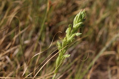 Habenaria pumila