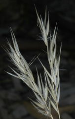 Rytidosperma caespitosum