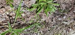 Wahlenbergia rupestris