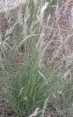 Rytidosperma caespitosum