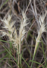 Rytidosperma caespitosum