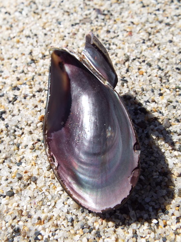 Pallid Spotted Mussel