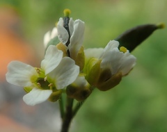 Draba glabella