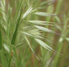 Rytidosperma caespitosum
