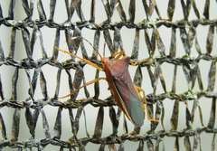 Anasa varicornis