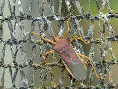 Anasa varicornis