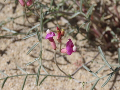 Astragalus casei
